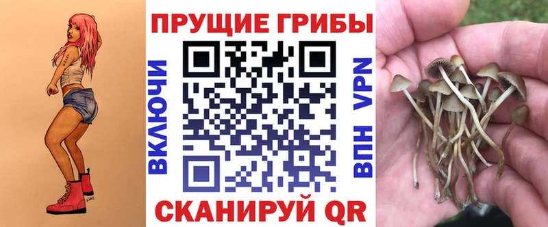 Псилоцибиновые грибы Psilocybe  Стерлитамак 
